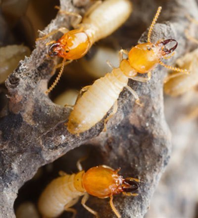 termite inspection